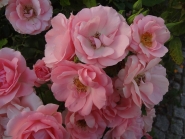 Садовая роза ДО