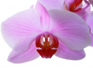 Орхидея ПОСЛЕ