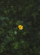 Flower2