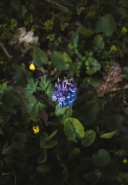 Flower1