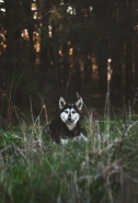 Doggy
