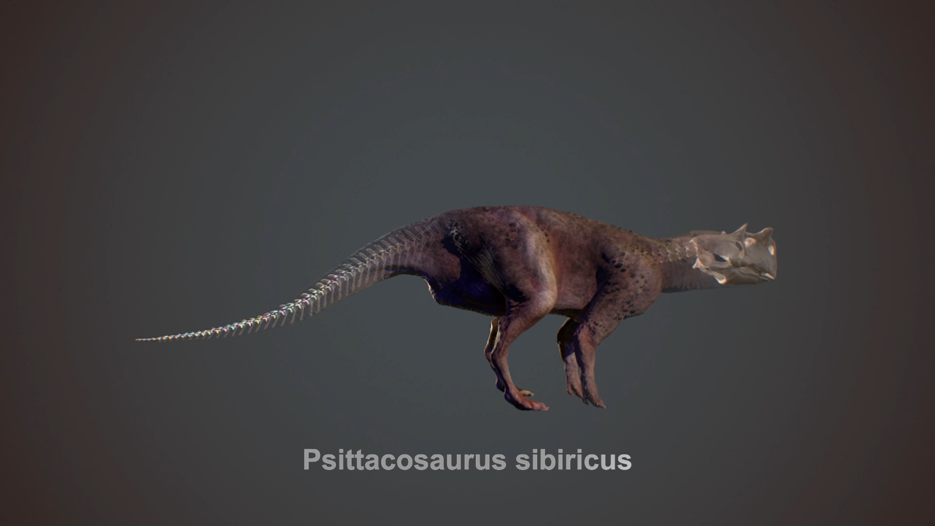 Psittacosaurus sibiricus