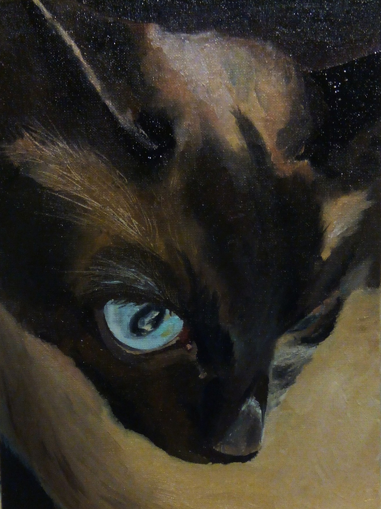кот