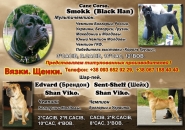 Рекламная листовка (флаер) питомника "Dominus Dog"