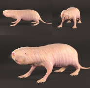 Sorisidae