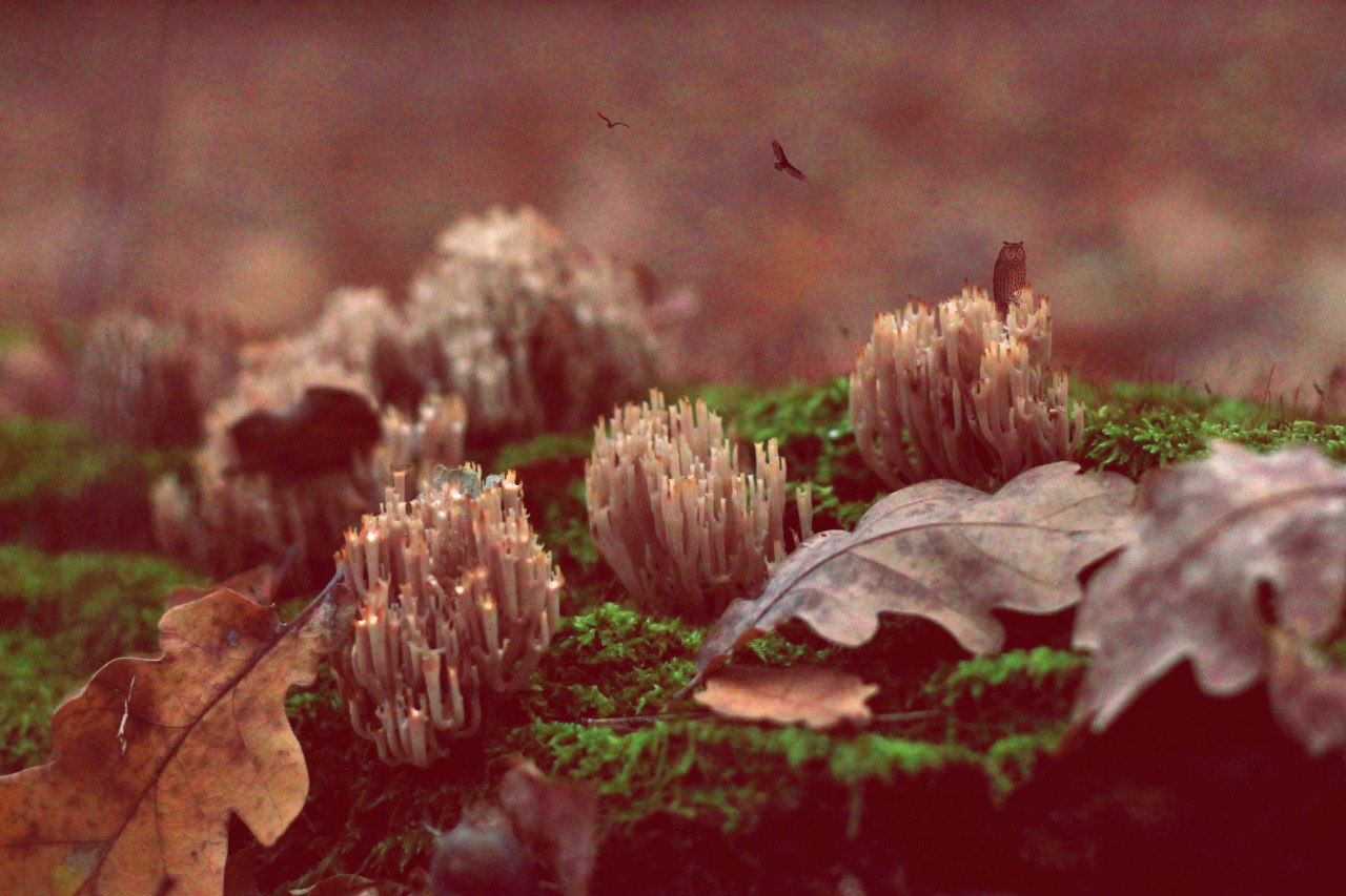 Lost kingdom 