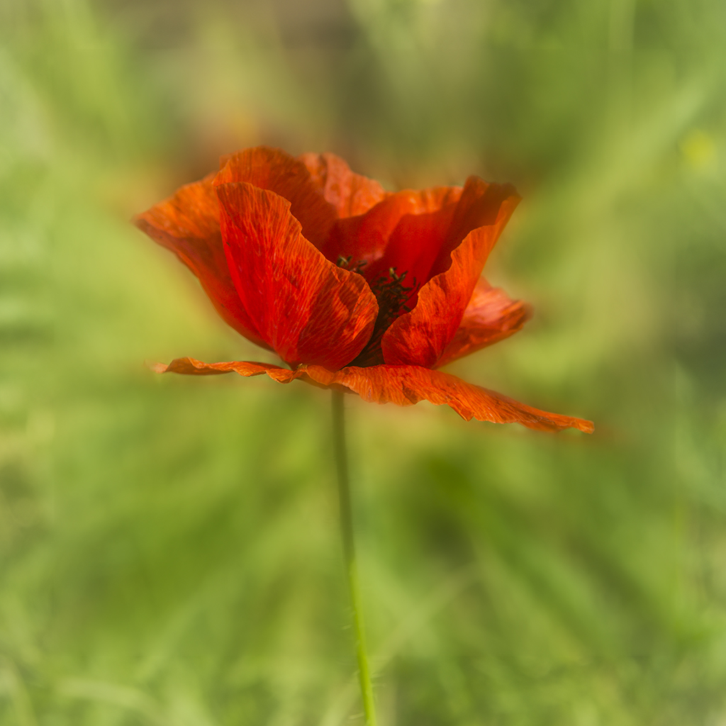 Papaver.