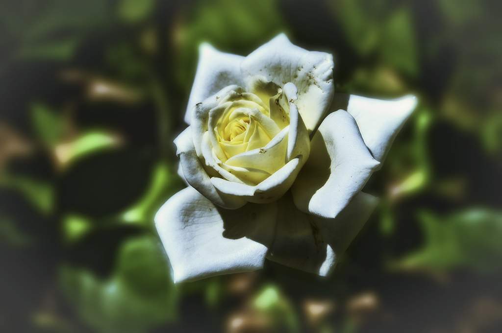 Etude#180527DSC5567.
