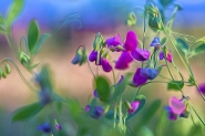 Etude #180619DSC5944.
