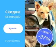 Продающий баннер для сайта сумок и переносок для животных