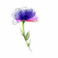 cornflower