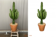 Cactus. тзjpg.jpg