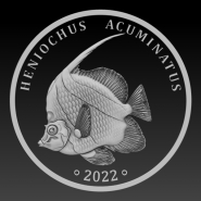 HENIOCHUS ACUMINATUS