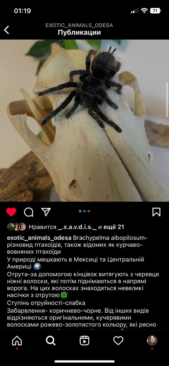 SMM у Інстаграмі